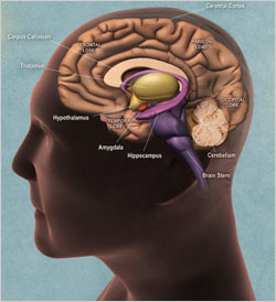 Graphic showing parts of the human brain