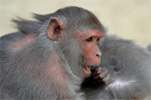 A photo of a rhesus macaque searching for pests on a mate.