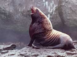 Steller sea lion bull