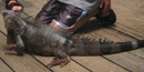 An iguana finds its way on to the patio at maho bay campground much to the delay of kids.