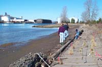 Anchoring logs at the Middle Waterway Restoration Project, Tacoma, WA