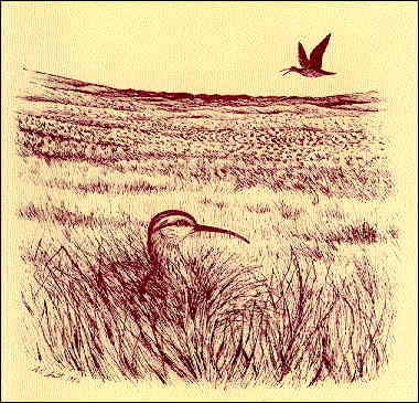 JPG - Curlew in meadow