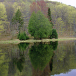 Trees reflect in the water of Beaver Lake.