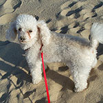 This toy poodle remains on a leash while having fun in the sand at Miners Beach.