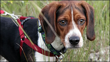 Python Pete, a beagle, perked with ears forward and waiting.