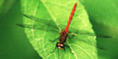 Dragonfly image by NPS volunteer John Catalano.