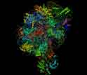 Structure of the largest of the two subunits of the ribosome