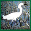 photo of snowy egret by B. Truiit