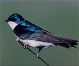 Tree swallow (Tachycineta bicolor)