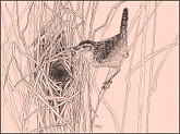 Drawing by Cary Hunkel: Sedge Wren