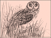 Drawing by Cary Hunkel: Short-eared Owl