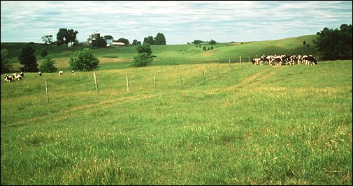 Photo by Michael Mossman: Cows grazing in pasture near farm.