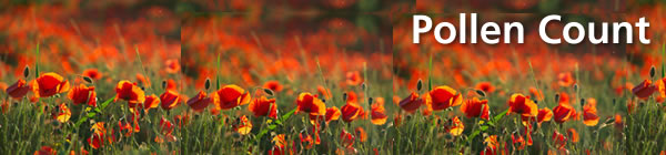 Wild flowers in a field