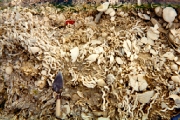 Fig. 4. FL fossil mollusk beds