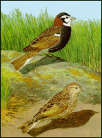 GIF -- Picture of chestnut-collared longspurs.