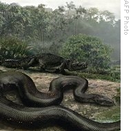 An artists rendition from the British science magazine Nature shows the world's biggest snake, 04 Feb 2009