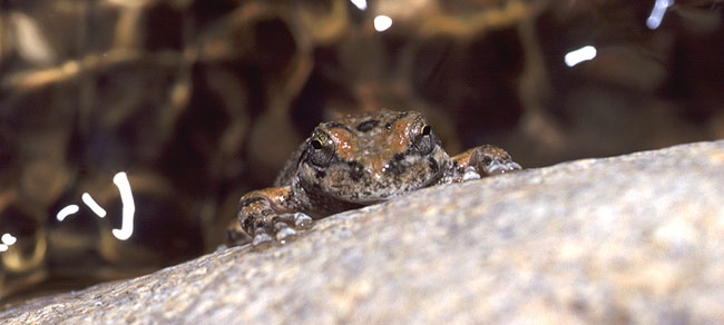 California Treefrog