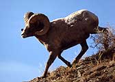 A large bighorn sheep ram runs down a hill.