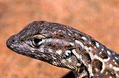 Side Blotched Lizard