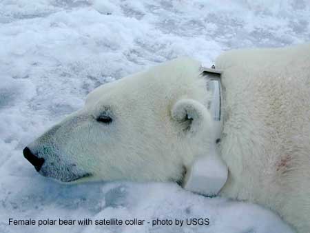 Radio-collared polar bear