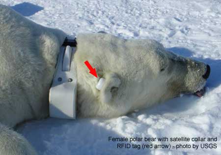 Polar bear with radio collar and RFID tag on the ear