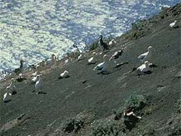 Adult short-tailed albatrosses on primary breeding colony site on Torishima Island