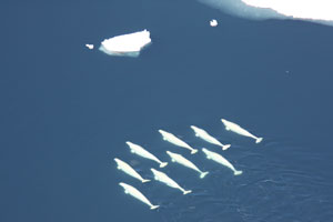 beluga whales in the Chukchi Sea