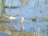 Photo of a birds in a pond