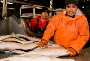 Processing halibut. Photo: APICDA