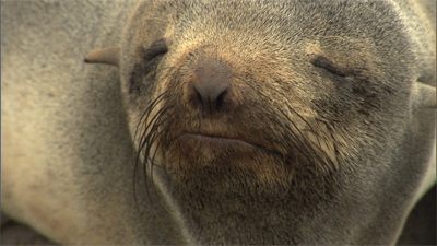A close up shot of an alaskan fur seal