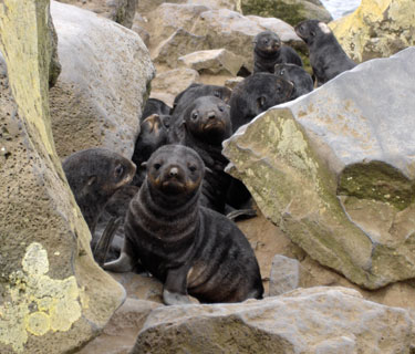 fur seal pups on St. Paul Island