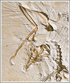 Archaeopteryx