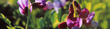 Image of flowers blooming on the tundra