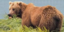 Photograph of a brown bear