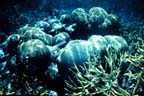 1971 Carysfort Reef brain coral photo