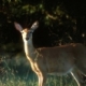 White-tailed deer in a field. Photo credit: John J. Mosesso, NBII.Gov