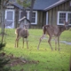 White-tailed deer. Photo credit: John J. Mosesso, NBII.Gov