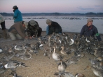 Capture of Northern Pintails at Lake Izunuma-Uchinuma, Japan