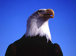 American Bald Eagle