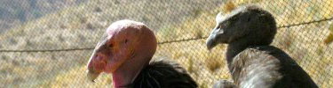 Adult and juvenile condor on perch at Pinnacles release facility