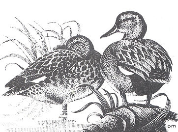 Cover Graphic: drawing of two ducks