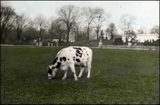 Pauline, a Holstein cow who lived as the pet of President William Howard Taft, grazes on the south lawn of the White House, circa 1911