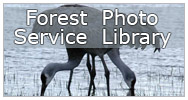 Forest Service Photo Library image of Sandhill Cranes by Alan Dyck