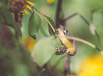 Photo of a Lesser Goldfinch picking seeds from a sunflower.