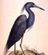 Blue Heron