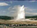View of Old Faithful erupting with large crowd watching.