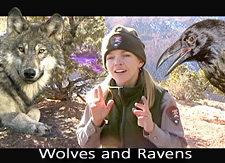 Ranger Lori talking about wolves and ravens.