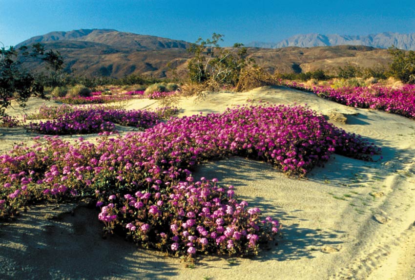 Sand verbena plants produce bright lavender blossoms in springtime.