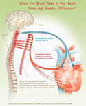 "When the Brain Talks to the Heart: Does Age Make a Difference?" Diagram