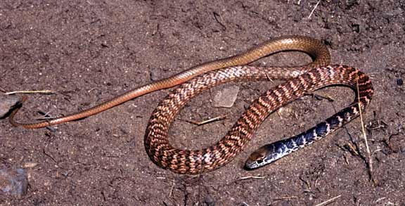 Coachwhip Snake